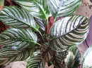 Calathea Ornata